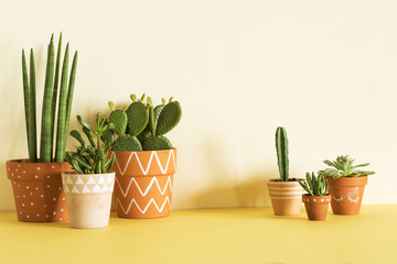 Stylish compostion of home garden filled a lot of cacti and succulent on wooden table. Yellow background wall with copy space for slogan.