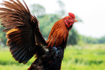 Gamble are spreading their wings.