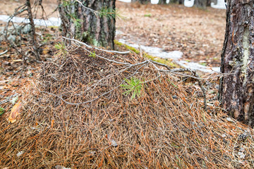 Ant hill in a pine forest in early spring