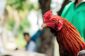 Gamecocks in countryside.