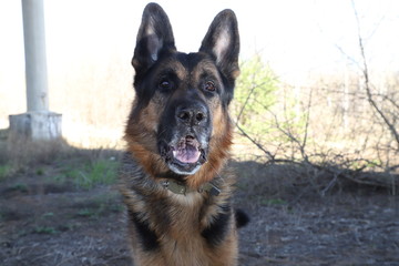 Dog German Shepherd outdoors in a summer