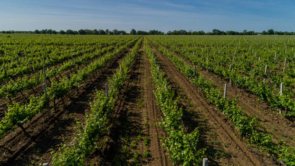 Fototapeta na wymiar Aerial view of grape field in summer.
