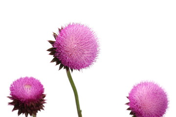 Burdock flowers isolated on white background, clipping path