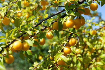 ripe yellow plums