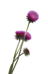 Burdock flowers isolated on white background, clipping path