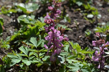 violet flowers blooming on the ground in spring