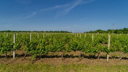 Aerial view of grape field in summer.