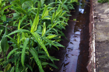 green leaves with raindrops and watering chute