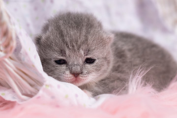 Britisch Kurzhaar Kitten- Newborn- 10 Tage alte BKH Babys 