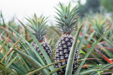 Pineapple in the garden.