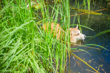 Wet corgi dog playing in water . Standing in a lake. Pet in the water. Fashionable dog is playing an joyful at nature 