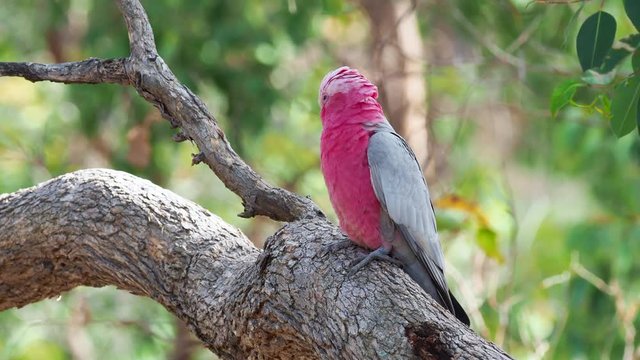 Grey and Pink Galah