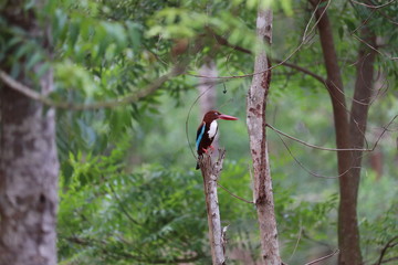 Kingfisher bird