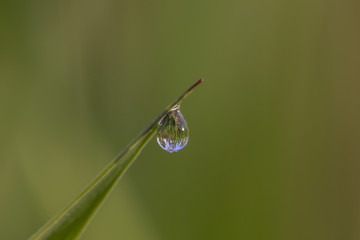 Grasshalm mit wassertropfen