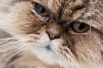 Look of the Persian cat, cat resting