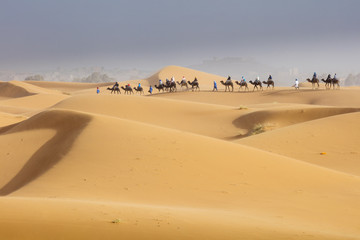 Fototapeta na wymiar giant caravan riding by camels through dunes in Sahara desert in Morocco