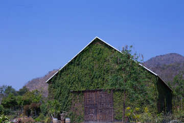 Obraz premium A barn house with climbing tree wall and wooden door with mountain behind.