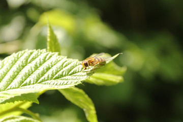 Bee sitting on a raspberry leaf