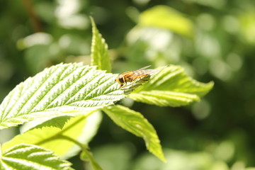 Bee sitting on a raspberry leaf