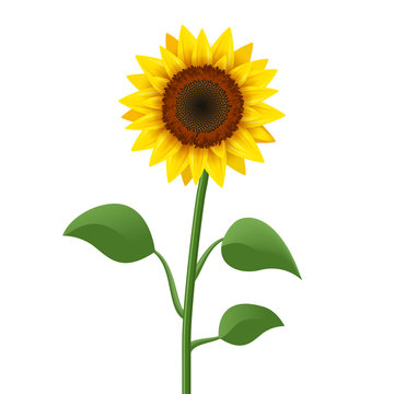 Sunflower realistic icon vector isolated. Yellow sunflower blossom nature flower illustration for summer