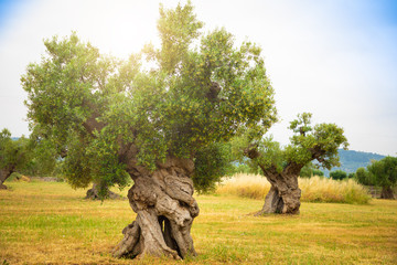 Obraz premium Plantacja oliwek ze starym drzewem oliwnym w regionie Apulia, Włochy
