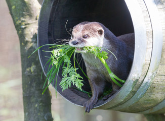 Small claw otter gathering nest material
