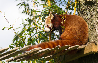 Red panda eating bamboo