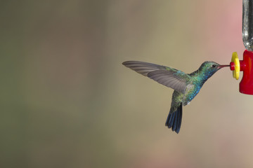 Hummingbird