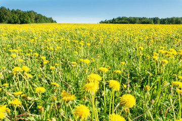 Bright flowers of a yellow dandelion in a field.