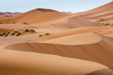 curved waves of dunes in Sahara desert in Morocco