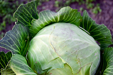 harvesting cabbage. in the hands of white cabbage