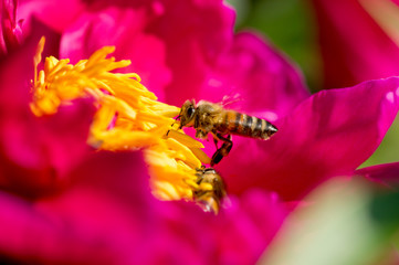 Honigbiene beim Sammelflug, Anflug auf Pfingstrose