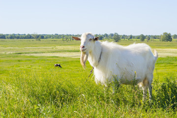 Fototapeta premium White goat grazing in a green summer meadow, eating grass on a pasture, farm animal in a field