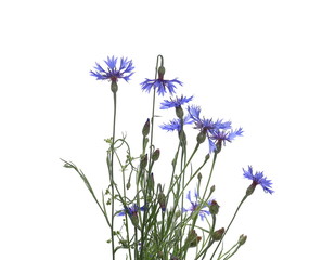 Obraz premium Blue field flowers isolated on white background, clipping path