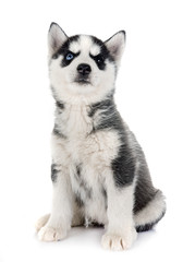 puppy siberian husky