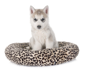 puppy siberian husky