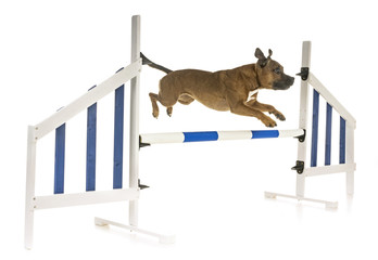 staffordshire bull terrier