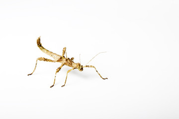 Sunny stick insect on bright background.