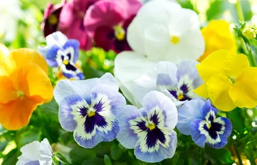 Photo sur Plexiglas Pansies fleurs de pensée colorées dans un jardin