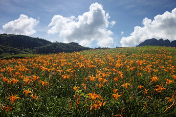 Orange lily flower under blue sky 
