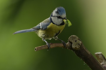 Mésange