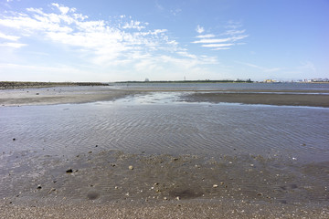 東京湾の干潟　葛西臨海公園