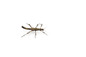 Sunny stick insect on bright background.