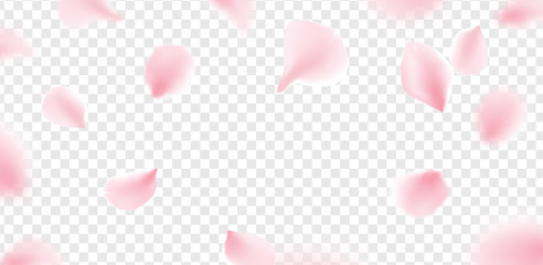 Pink sakura petals falling flower vector isolated background. Romantic blossom sakura flower petals © kolonko