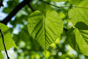 Fototapeta na wymiar close-up leaf