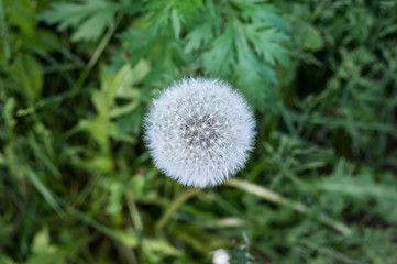dandelion
