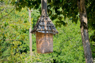 beehive on a tree