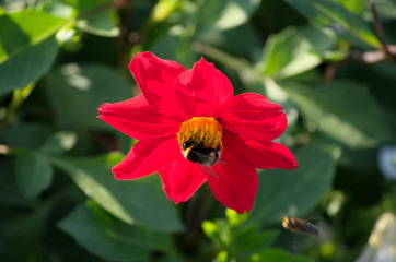 red flower