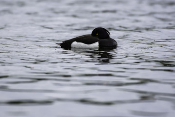 Tufted duck floating on lake surface.