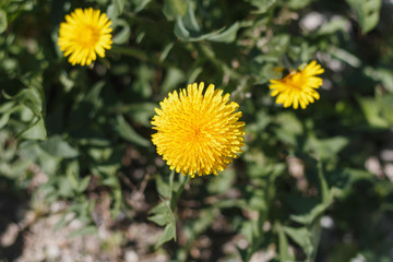 Yellow blooming dandelions on a green leaf background on a Sunny day